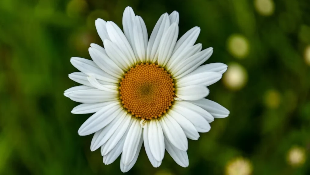 April Birth Flowers - Daisy