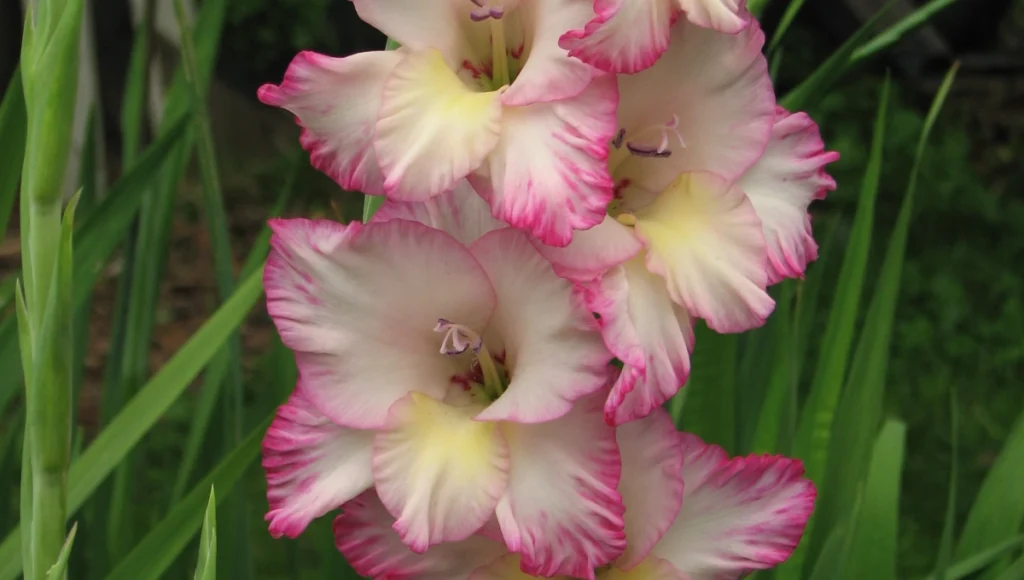 August Birth Flowers - Gladiolus