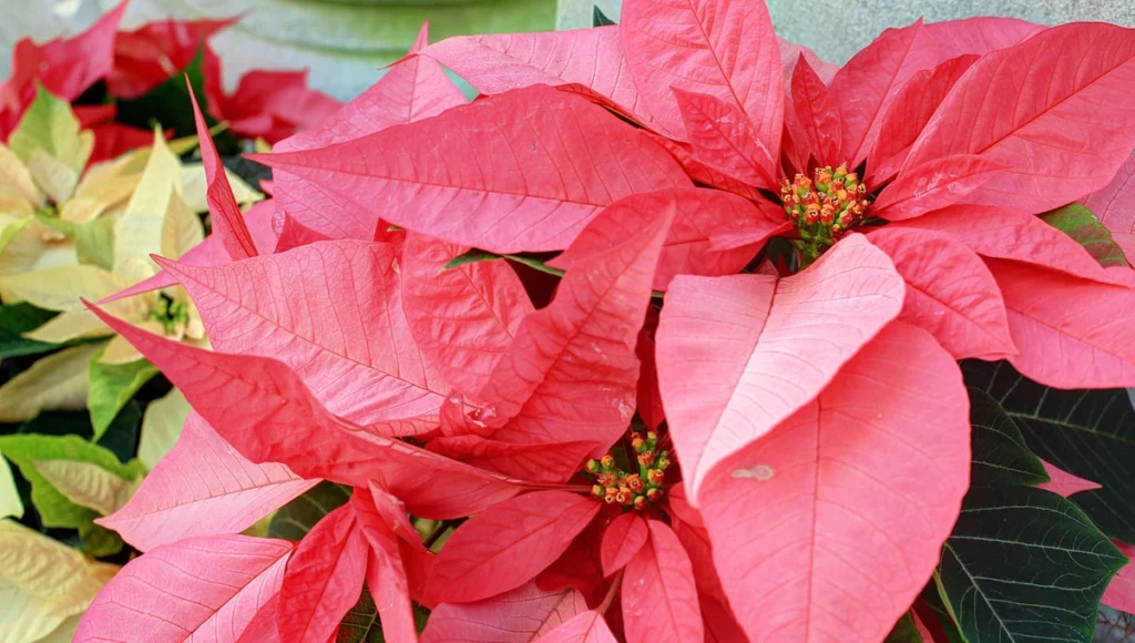 December Birth Flowers - Poinsettia