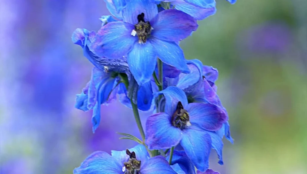 July Birth Flowers - Larkspur