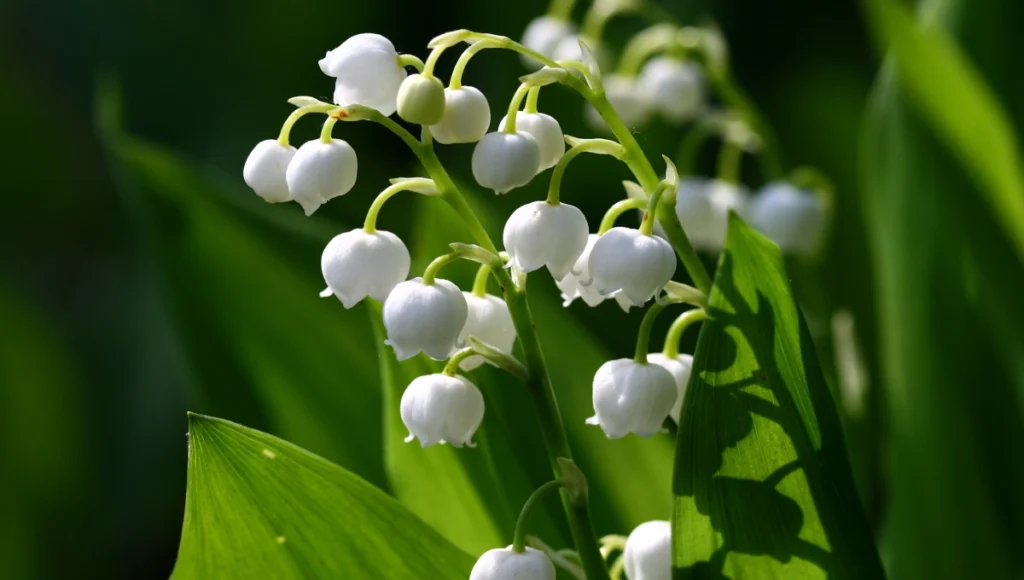 May Birth Flowers - Lily of the Valley