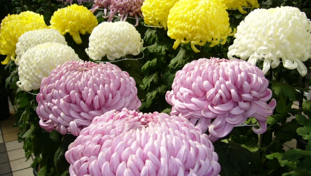 November Birth Flowers - Chrysanthemum