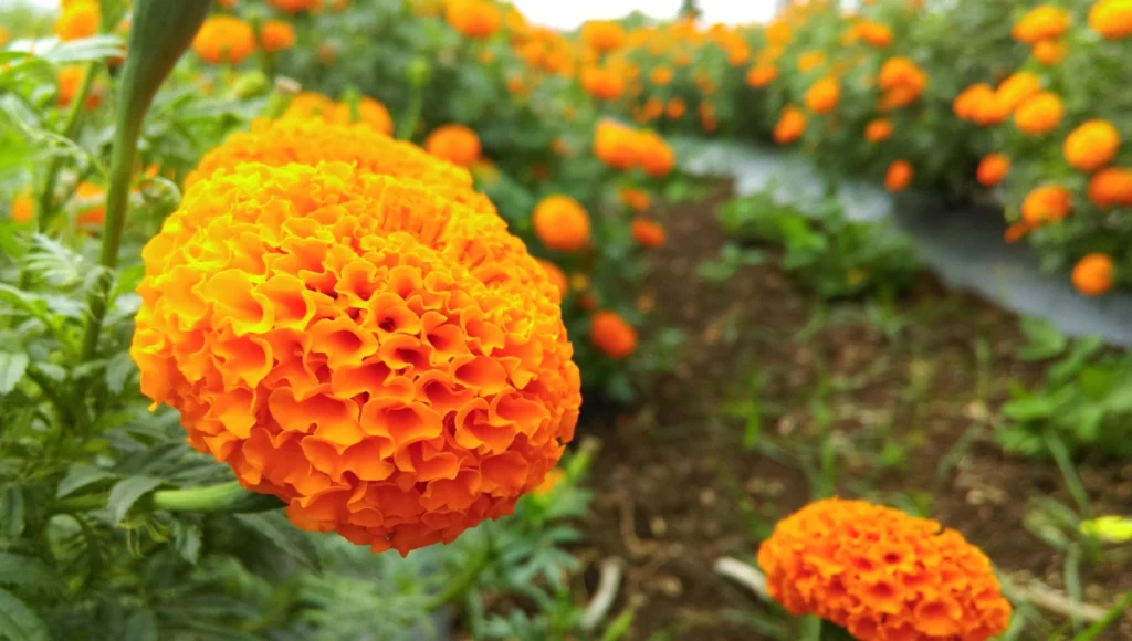 October Birth Flowers - Marigold