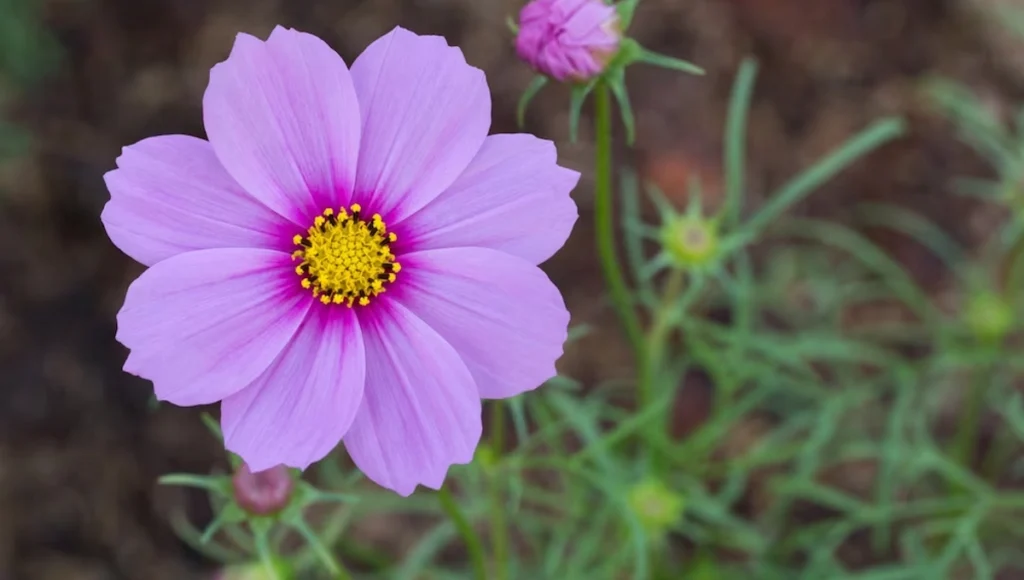 September Birth Flowers - Aster